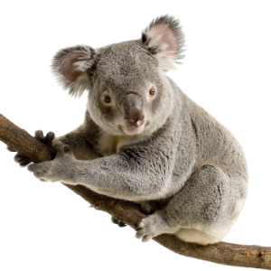 Koala PNG-20688